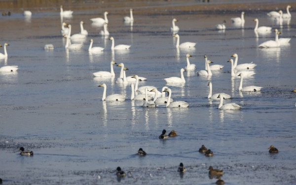 Νανόκυκνοι στο Δέλτα Έβρου (φωτ.)