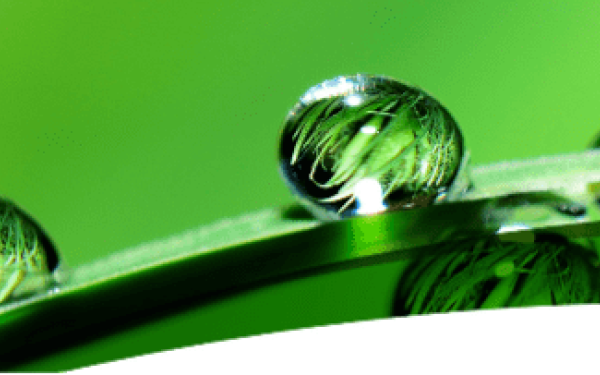 «Τα Πράσινα Επαγγέλματα του Μέλλοντος»- Πώς ο επαγγελματικός προσανατολισμός... πρασινίζει 