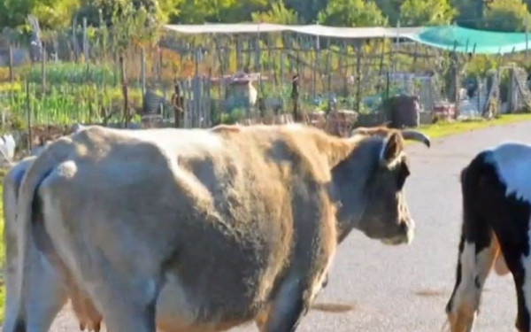 Πρέσπες όπως... Ινδία: Μικρόσωμες αγελάδες κυκλοφορούν ελεύθερες στο χωριό Ψαράδες (βίντεο)