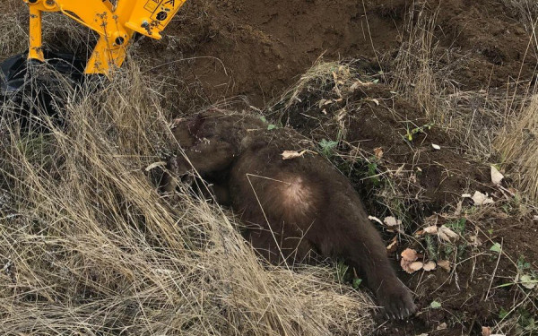 Θηλυκή αρκούδα νεκρή μετά από τροχαίο 