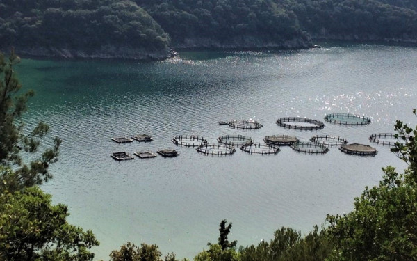 Χαλκιδική: Πήρε ταυτότητα η... τσιπούρα Ολυμπιάδας