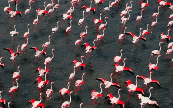 Εορδαία: Τα ροζ φλαμίνγκο της λίμνης του Περδίκκα και οι προοπτικές αξιοποίησής της