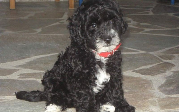 «Μπαλολίνο, ένας ξεχωριστός φίλος»: Νηπιαγωγός έγραψε βιβλίο για το σκυλάκι της που έφυγε από ανίατη ασθένεια (φωτ.)