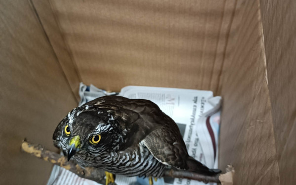 Θεσσαλονίκη: Ξεφτέρι βρέθηκε κολλημένο σε ξόβεργα (φωτ.)