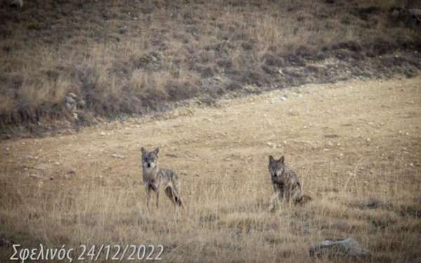 Σέρρες: Αγέλη λύκων «πολιορκεί» τον Σφελινό (βίντεο)