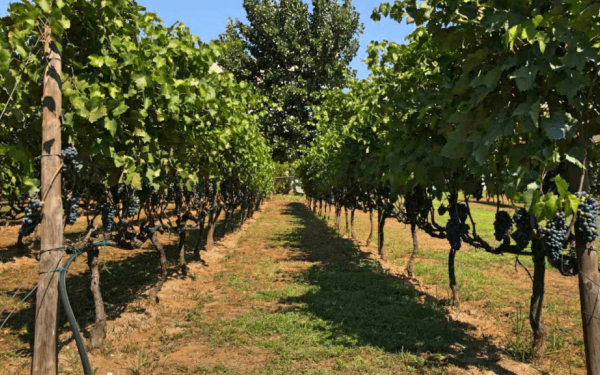 Δήμος Θεσσαλονίκης: Ολοκληρώθηκαν οι παρεμβάσεις στο πάρκο Δόξας