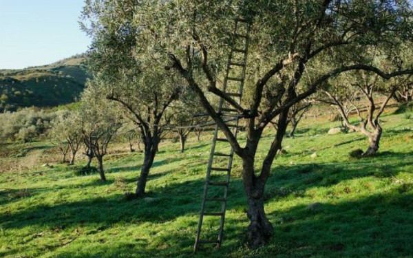 Δάκος και ακαρπία κυριαρχούν στην φετινή ελαιοκαλλιέργεια