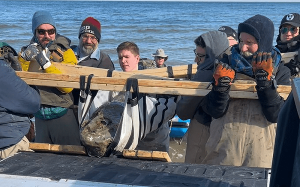 Απίθανο εύρημα σε παραλία των ΗΠΑ: Βρέθηκε κρανίο φάλαινας ηλικίας 12 εκατ. ετών!