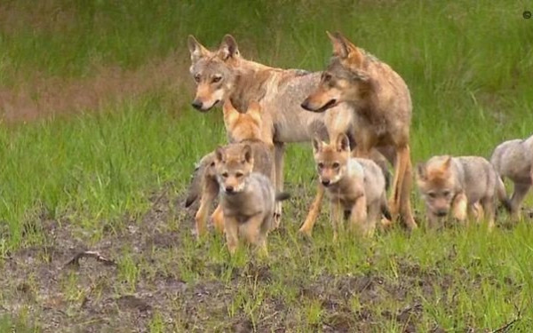 Δεν μπορεί να αξιολογηθεί η ύπαρξη και ο βαθμός του υβριδισμού λύκου-σκύλου στην Ελλάδα