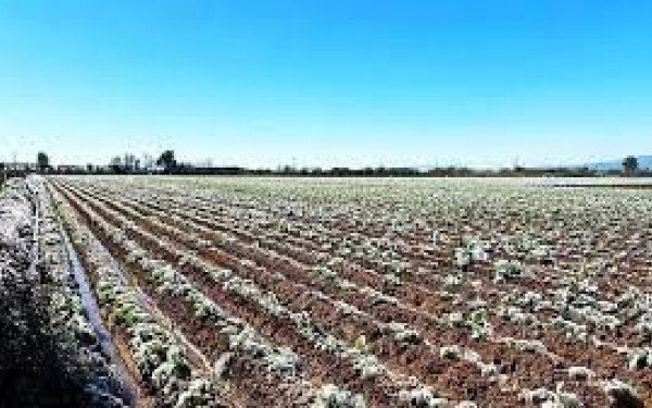 Ψηφιακή εφαρμογή θα προειδοποιεί για παγετό τους παραγωγούς - Στόχος να προστατεύονται οι καλλιέργειες