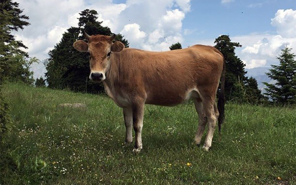 Θεσσαλονίκη: «Δεν ανήκουν στην επιτηρούμενη και σπάνια ελληνική φυλή» ,τα βοοειδή που κυκλοφορούν στην περιοχή των Πρεσπών