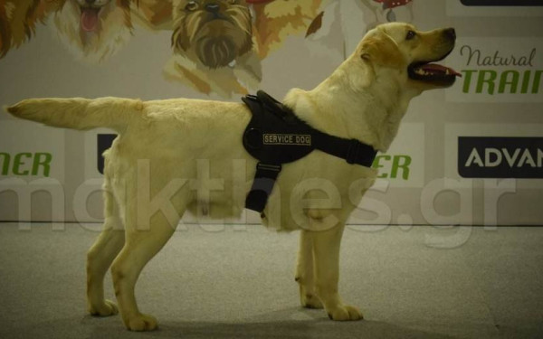 Zootechnia στη Θεσσαλονίκη: Βραβεύτηκε η ONERCI, η σκυλίτσα που βοηθάει άτομα με αναπηρίες - Δείτε φωτογραφίες