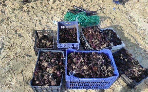 Καβάλα: Αλίευσαν παράνομα πάνω από 3.000 αχινούς 