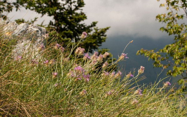 Δύο φυτά που συναντώνται αποκλειστικά στο όρος Παγγαίο στο μικροσκόπιο ερευνητών (φωτ.)
