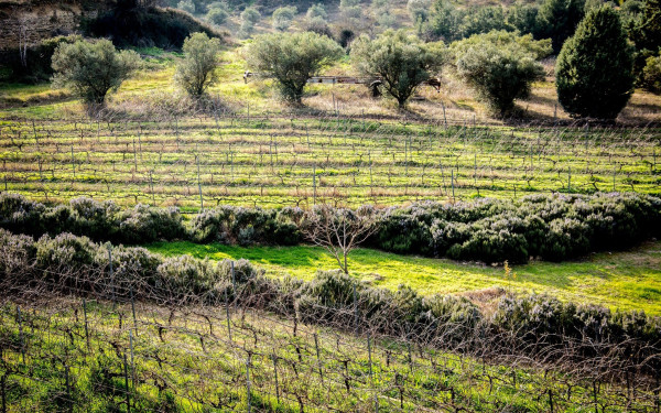 Γνωρίζοντας τα αγροδιατροφικά προϊόντα της Κεντρικής Μακεδονίας