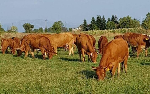 Θεσσαλονίκη-Zootechnia: Η ελληνική κόκκινη φυλή βοοειδών «μαγνητίζει» το ενδιαφέρον των ξένων