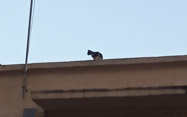 Θεσσαλονίκη: Απεγκλωβισμός γάτας από ταράτσα (φωτ.)