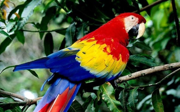 Δρομέας έπαθε εξάρθρωση ισχίου και κάταγμα λεκάνης μετά από «επίθεση» παπαγάλου