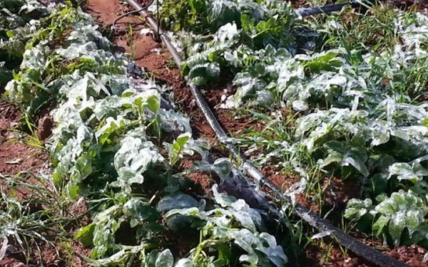 Νέα εφαρμογή θα προειδοποιεί τους αγρότες για επερχόμενο παγετό