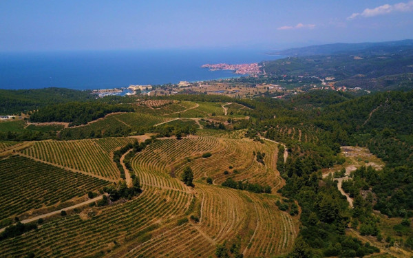 Χαλκιδική: Ξαναγεννιέται ο μεγαλύτερος βιολογικός αμπελώνας της Ελλάδας