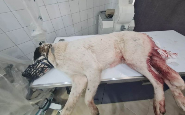 Φρίκη στην Πάτρα: Πυροβόλησε σκύλο εξ επαφής - Αναζητείται από την αστυνομία