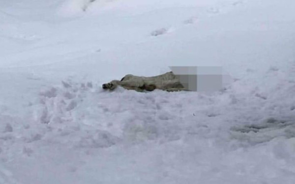 Βόλος: Παρέμβαση εισαγγελέα για τον αποκεφαλισμένο σκύλο που πέταξαν στα χιόνια