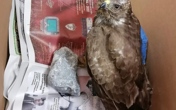 Θεσσαλονίκη: Βρέθηκε πυροβολημένη γερακίνα στην περιοχή Παπαγεωργίου (φωτ.)