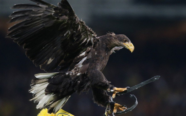 Η κακοποίηση του «Οδυσσέα»: Λαρισαίοι φιλόζωοι μήνυσαν την ΑΕΚ για τον περίφημο αετό (βίντεο)