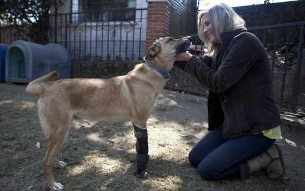 Λεμονόπιτας: Το σκυλάκι που βασάνισαν μέλη καρτέλ ναρκωτικών, φιναλίστ για το πιο αξιαγάπητο κατοικίδιο στις ΗΠΑ (βίντεο)
