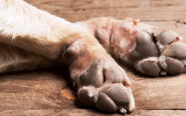 Φρίκη στον Ωρωπό: Βρέθηκε προφυλακτικό στο στομάχι σκύλου - Πιθανό να έπεσε θύμα βιασμού