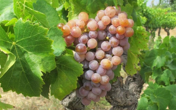 «Φως» στην καταγωγή των αμπελιών και του κρασιού: Άρχισαν να καλλιεργούνται πριν από 11.000 χρόνια 