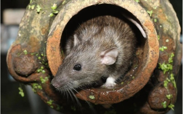 Ακόμη και οι αρουραίοι που ζουν στους υπονόμους μπορούν να κολλήσουν κορονοϊό