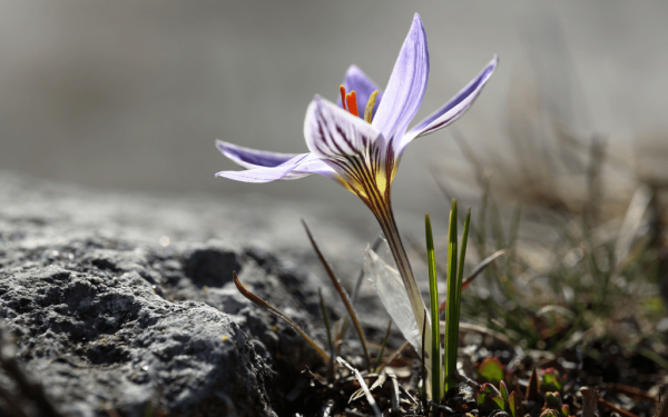 Κρόκος: Ξανά θύμα της κλιματικής αλλαγής το «χρυσάφι» της ελληνικής γης