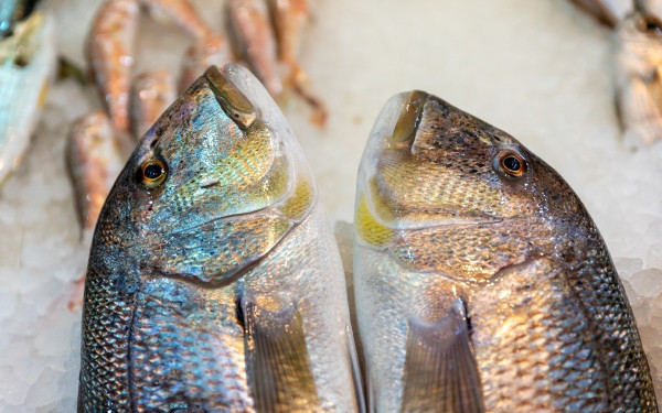 «Ο Θαλασσόκηπος»: Ένα από τα παλιότερα ιχθυοπωλεία του κέντρου, συνεχίζει να προσφέρει καθημερινά τα καλύτερα ψάρια και θαλασσινά