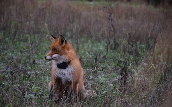 Χαλκιδική: Αλεπού κάνει βόλτες σε Πολύγυρο και Γερακινή