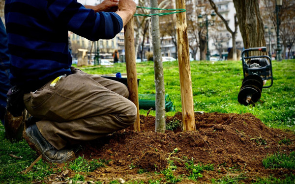 Θεσσαλονίκη: Άρχισαν οι δενδροφυτεύσεις στην Αρχαία Αγορά (φωτ.)