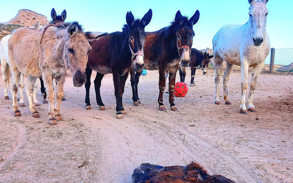 Σαντορίνη: Συγκίνηση για το γαϊδουράκι που πέθανε «πριν προλάβει να ζήσει» - Το αποχαιρετούν οι «φίλοι» του