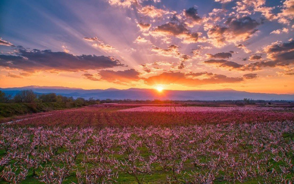 Διαγωνισμός ποιήματος Χαϊκού για τις ανθισμένες ροδακινιές της Ημαθίας