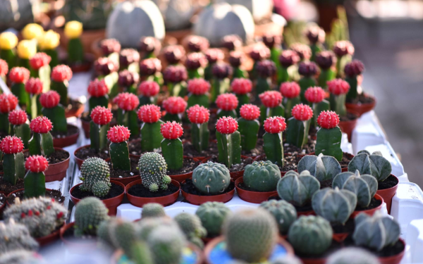 Ανθοκομική Έκθεση Καλαμαριάς: Έρχεται και φέτος στην Ακτή Αρετσού