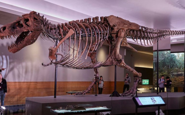 Ελβετία: Σε δημοπρασία ένας Τυραννόσαυρος Ρεξ