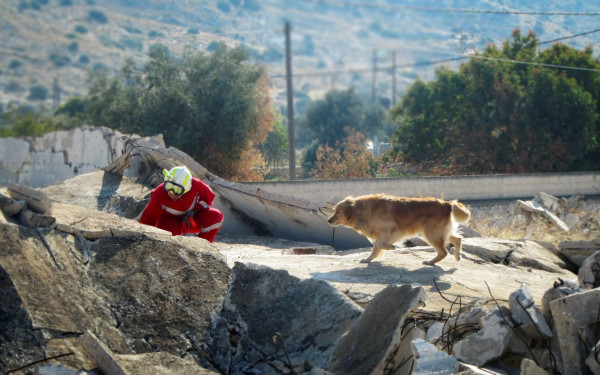 Θεσσαλονίκη: Δώδεκα σκύλοι έρευνας και διάσωσης της ΕΟΔ σε άσκηση στο Χορτιάτη