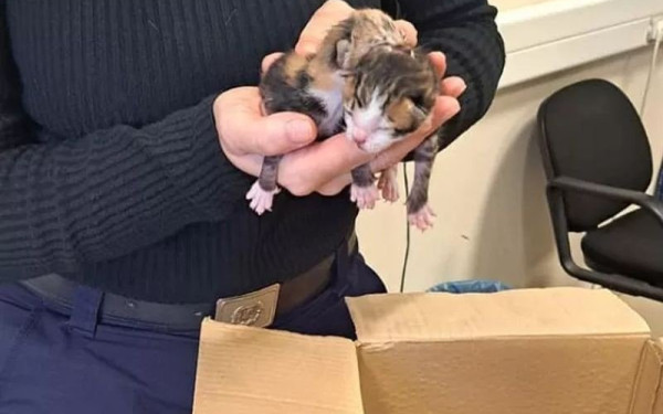 Μυτιλήνη: Άνδρας έλουσε γάτα με οινόπνευμα και την πέταξε στα σκουπίδια