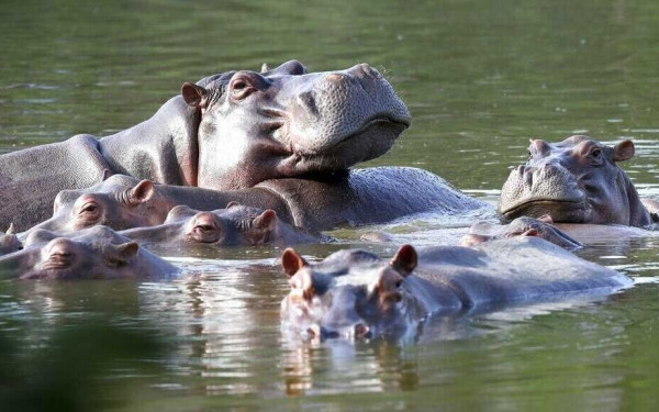 Τριάντα χρόνια... φαγούρα: Ο Εσκομπάρ εξολοθρεύθηκε, οι ιπποπόταμοί του όχι (βίντεο, φωτ.)