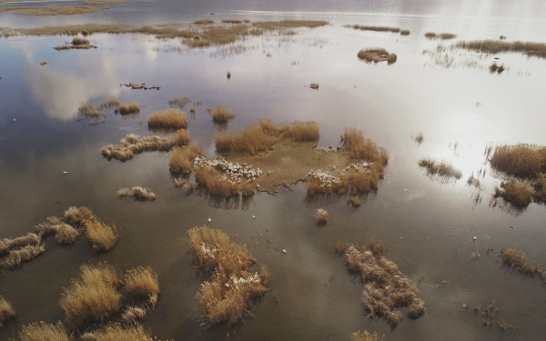 Οι πρώτοι αργυροπελεκάνοι κατέφθασαν στην Πρέσπα