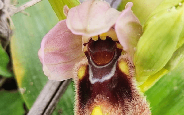 Κορμοί 18 εκατ. ετών και άγριες ορχιδέες κλέβουν την παράσταση στο ανεπανάληπτο Απολιθωμένο Δάσος στη Λέσβο (βίντεο)