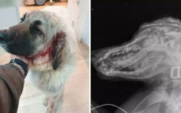 Σοκ και οργή στην Κρήτη: Πυροβόλησε στο κεφάλι σκύλο που έπαιζε με δύο παιδάκια στην αυλή τους (βίντεο)