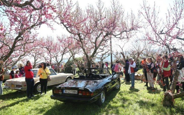 Βέροια: Ρετρό πικ-νικ στον ροζ κάμπο με τις ανθισμένες ροδακινιές (φωτ.)