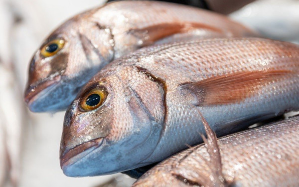 Αυστρία: Σεφ μαγείρεψε ένα προστατευόμενο είδος ψαριού στις κάμερες της δημόσιας τηλεόρασης