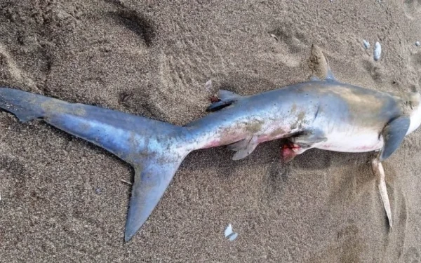 Kαρχαρίας ξεβράστηκε σε παραλία της Κισάμου - Δείτε φωτογραφίες