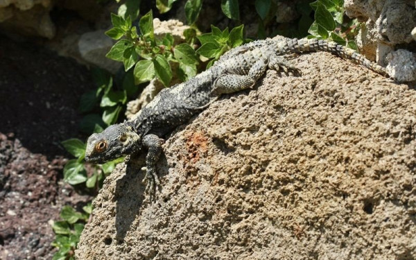   Πλούσιο σε ερπετά και αμφίβια είναι το Σέιχ Σου (φωτ.)